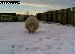 FAIL: gify 5
